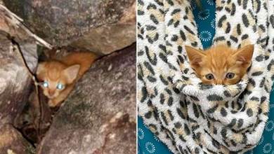 人間を怖がり、岩の中から出てこなくなった子猫。保護先で心を開くと、最高に甘えん坊な子猫へと生まれ変わる！