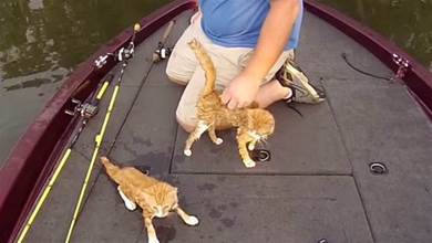 魚かと思ったら子猫だった！ ボートに向かって泳いできた2匹の子猫達を保護すると、たくさんの幸せを届けてくれた
